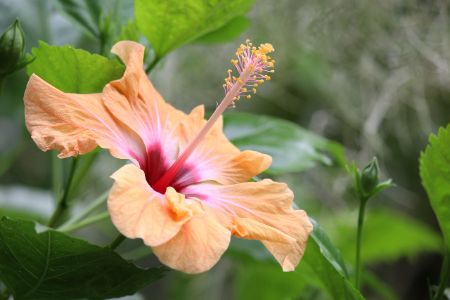 Hibiscus