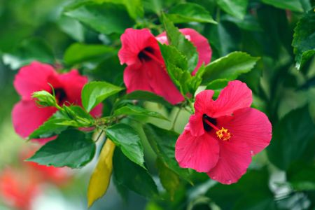 Hibiscus