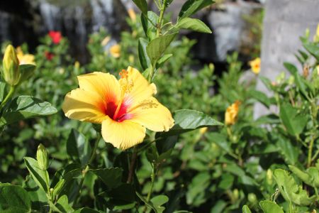 Hibiscus