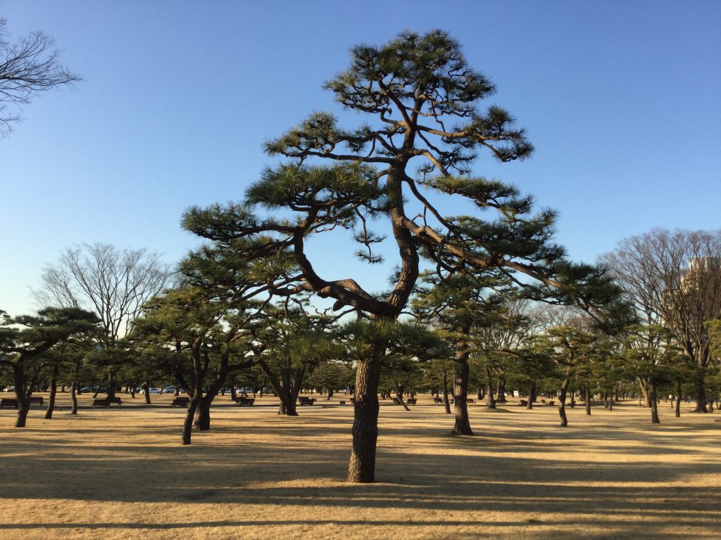 皇居外苑の松林