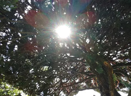 カイヅカイブキの剪定方法