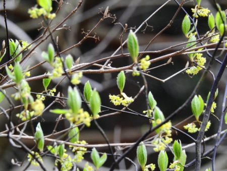 せいかつ緑化計画 日陰でも育つ植物 お庭から始まる豊かなグリーンライフ 庭サポ