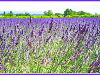 さわやかな香り「ラベンダー/Lavender/薫衣草」