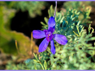 初夏の青い花として人気の花「デルフィニウム/delphinium/大飛燕草/オオヒエンソウ」