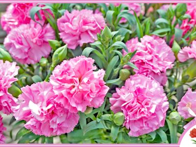 【大切な贈りものを毎年咲かせよう！カーネーション《carnation/麝香撫子（ジャコウナデシコ）》の鉢植え