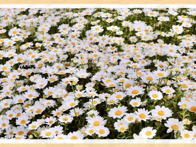 「ノースポール(Northpole/カンシロギク)」乾燥や寒さに強く春まで楽しめる花