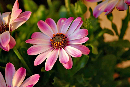 african-daisies-3442752_1280