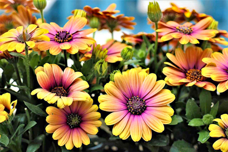 african-daisies-6481467_1280
