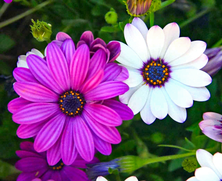 african-daisy-6251703_1280