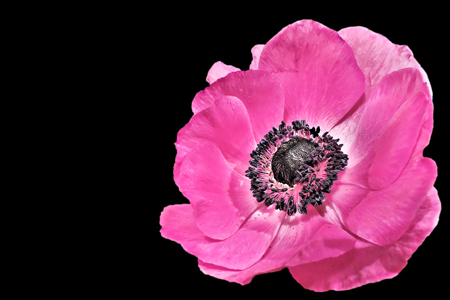 anemone-1310712_1920