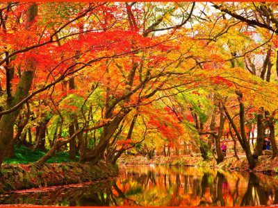 世界が注目する日本の「紅葉(モミジ/カエデ/ maple)」