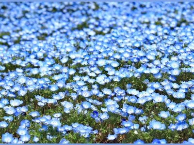 可愛らしい花「ネモフィラ/Nemophila/瑠璃唐草/ルリカラクサ」