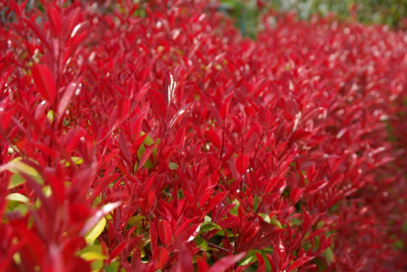 生垣を紅に染める ベニカナメモチ クイック ガーデニングの 庭サポ