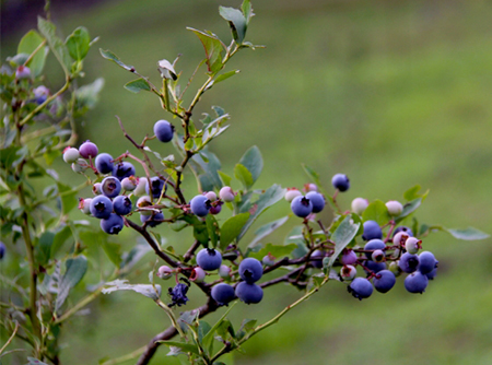 bluebelly