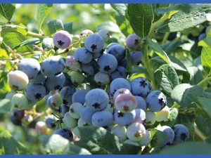 ブルーベリーの選定方法