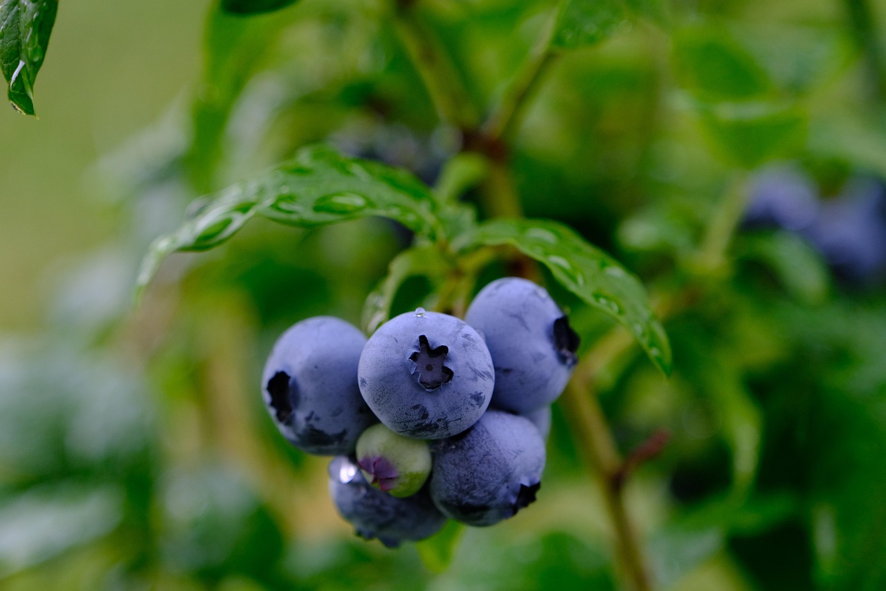 ブルーベリーの剪定は必要？