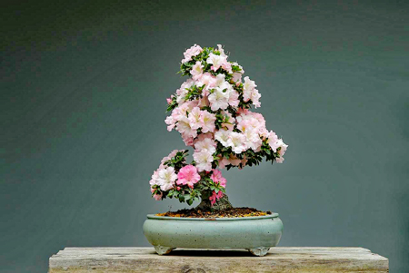 bonsai-3125722_1280