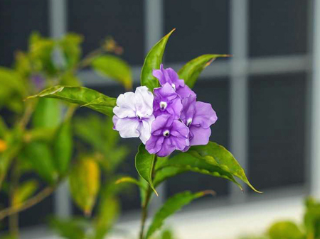 brunfelsia-6930041_1280