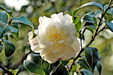 camellia-1883205_1920