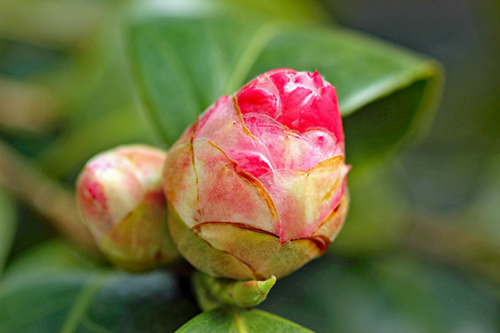 camellia-bud-5964_1920