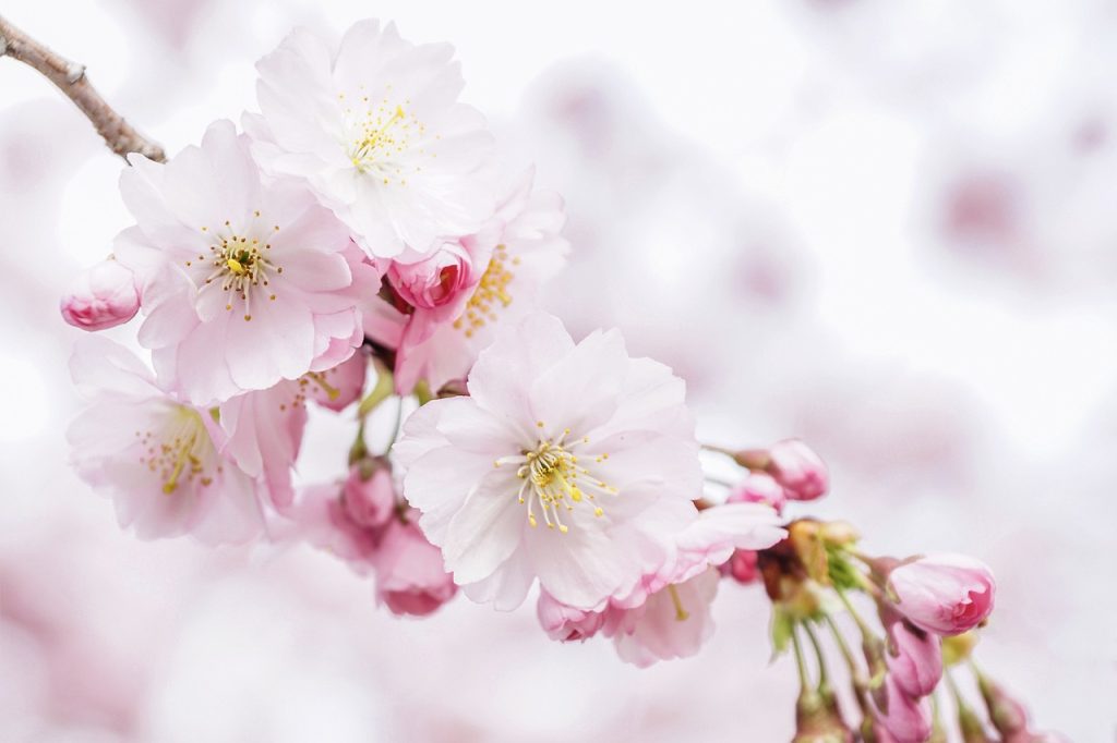 桜
