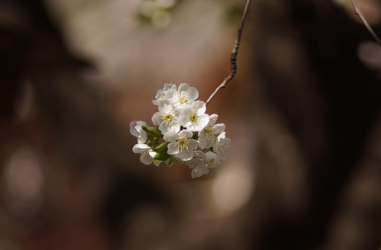 桜の剪定に適した時期
