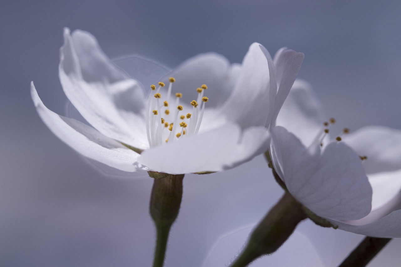 桜の剪定は必要？