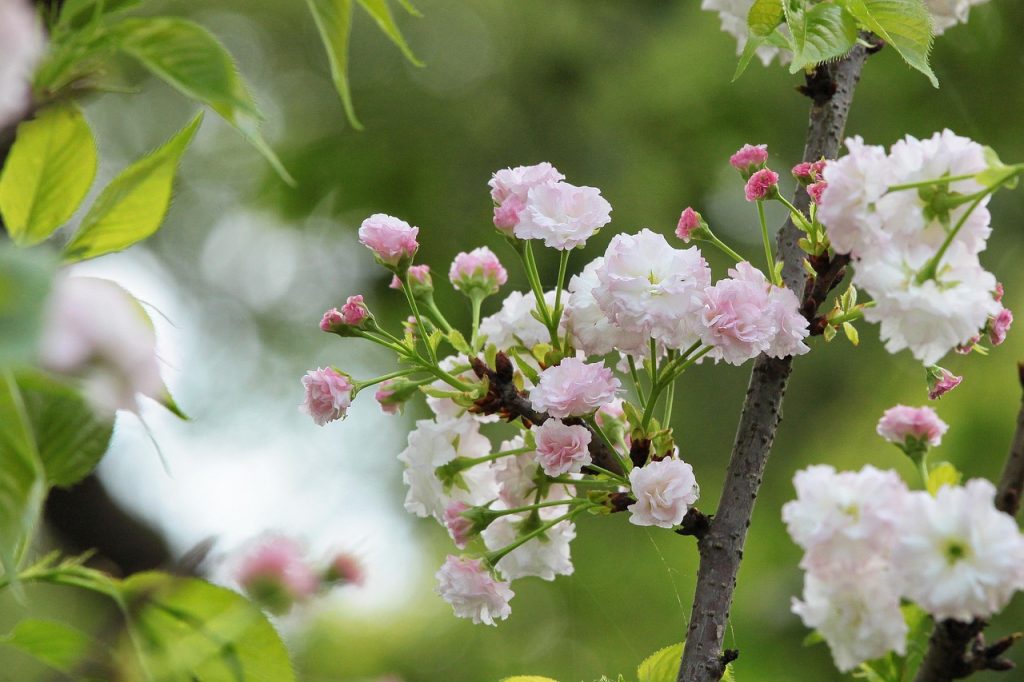 桜の剪定方法