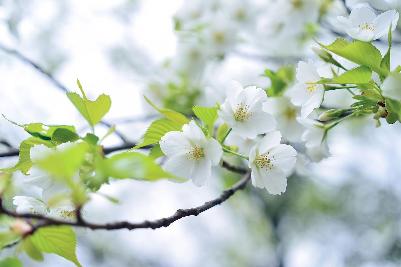 桜を剪定するときのコツ