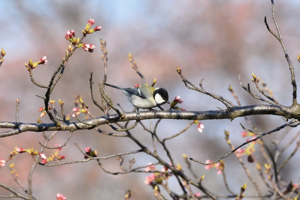 桜の育て方のポイント