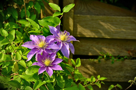 clematis-1444236_1920