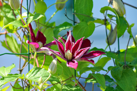 clematis-3462471_1920