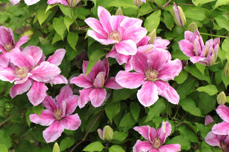 clematis-350358_1920