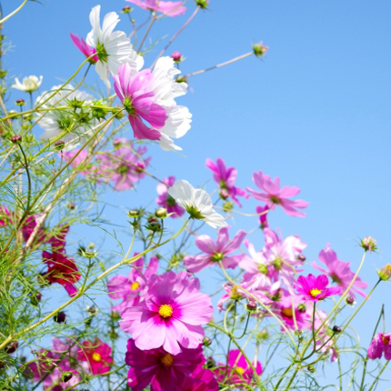 9月の花 コスモス お庭から始まる豊かなグリーンライフ 庭サポ