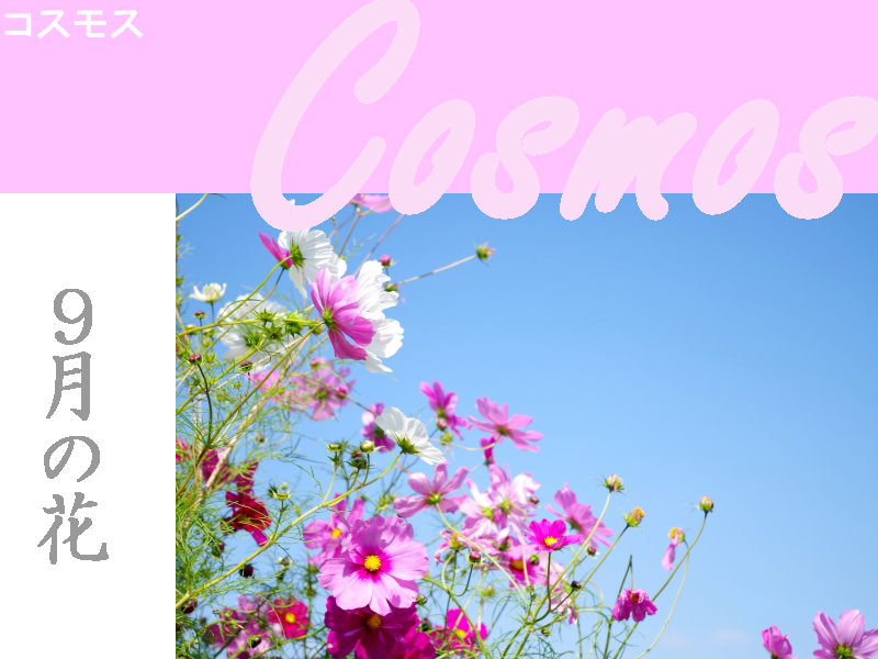 コスモス, 秋桜, cosmos