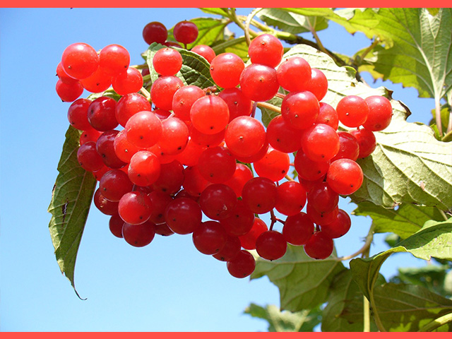 cranberry
