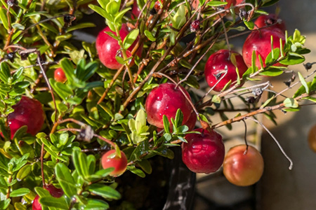 cranberry２