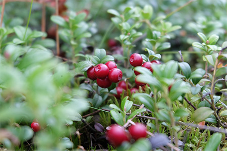 cranberry３
