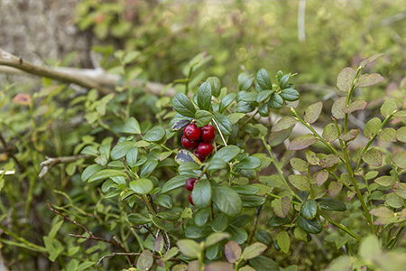 cranberry４
