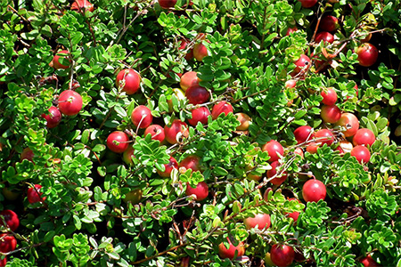 cranberry５