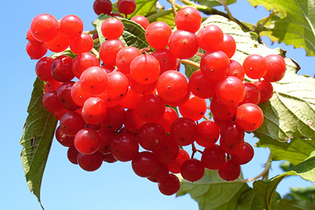 cranberry６
