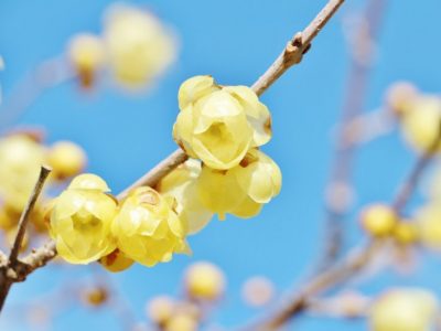 せいかつ緑化計画【冬空に香る「ロウバイ（蝋梅）」】