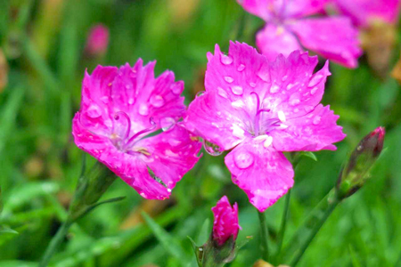 dianthus-flowers-g228577247_1280