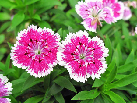 dianthus-g39d1b70ba_1280