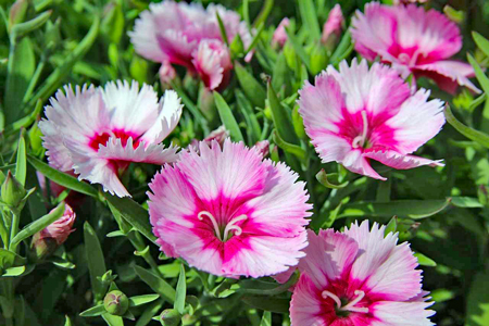 dianthus-g54473d76e_1280