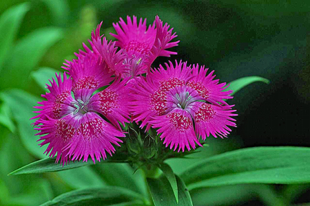 dianthus-ge20e6cddf_1280