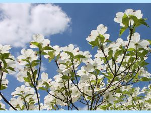 ハナミズキの剪定方法