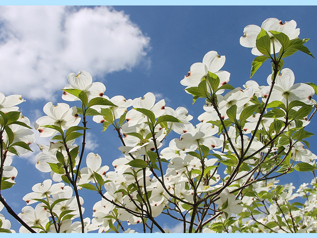 ハナミズキの剪定方法