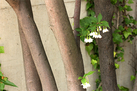 自然樹形が美しい エゴノキ お庭から始まる豊かなグリーンライフ 庭サポ