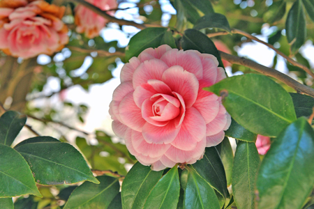 flower-camellia-689913_1920-(1)